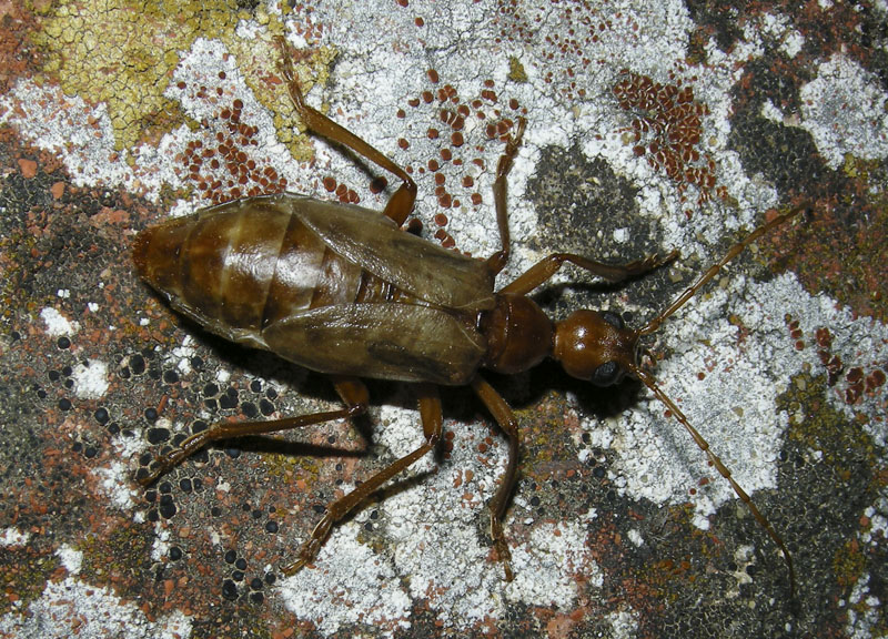 Che coleotteri sono?    Vesperus luridus (Vesperidae)